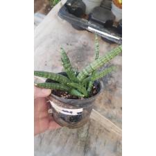 Sansevieria Cylindrica 715