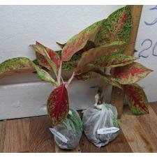 Аглаонема Лайнамтонг / Aglaonema Lainamtong A-52