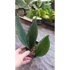 Sansevieria silver flame pot 10 cm