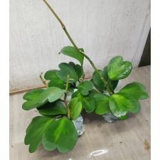 Hoya kerrii variegata (желтое пятно) 