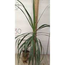 Драцена маргината / Dracaena marginata (L)