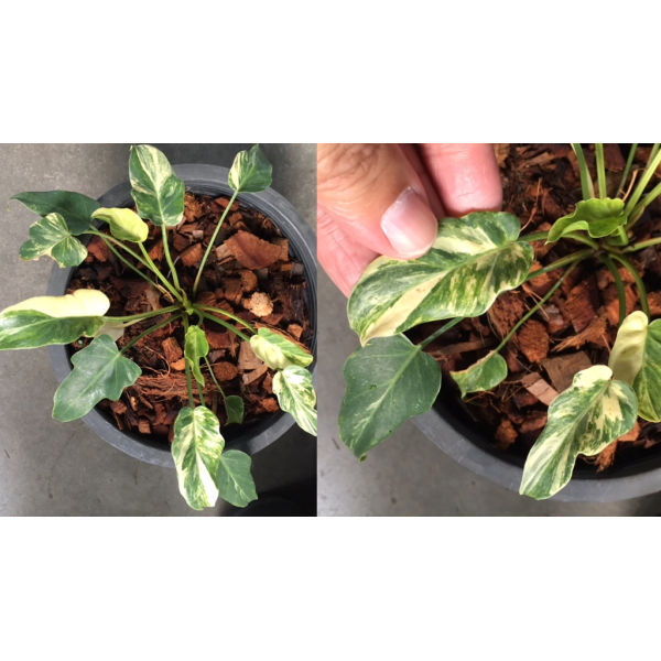 Philodendron Xanadu (small leaf) variegated (S)
