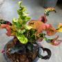 Codiaeum Lum Phaya.