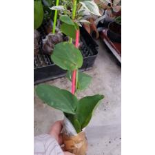 Rhaphidophora celatocaulis 573