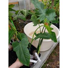 Philodendron 'Lime Fiddle' 485/1 pot