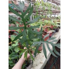 Philodendron mayoi 