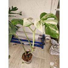 Monstera alba variegata leaves 3+ pot 4500р 