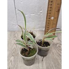 Ledebouria socialis variegated s pot 5 cm