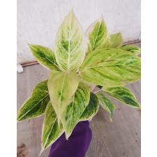 Aglaonema Green A-83