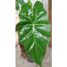 Алоказия Портодора / Alocasia Portodora