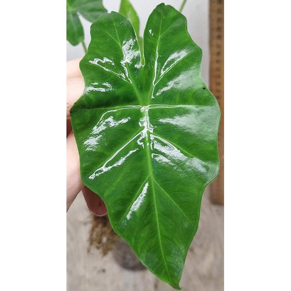 Алоказия Портодора / Alocasia Portodora
