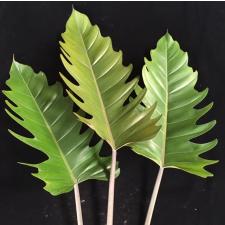 Philodendron Pin Amphan Choco