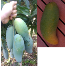 Мангифера индика "Мун Кхун Шри" / Mangifera indica 'Mun Khun Sri 273