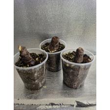 Worsleya procera
