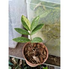 Zamioculcas Short Leaf variegata pot 3100p