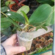 Phal. Chi-Yueh Kaleidescope