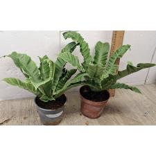 Асплениум 'Сильвер Винг' / Asplenium 'Silver Wing'