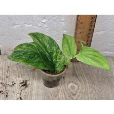 Rhaphidophora korthalsii variegated (S)