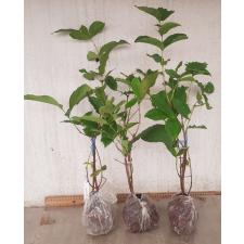 Syzygium samarangense (small and red fruit) 319