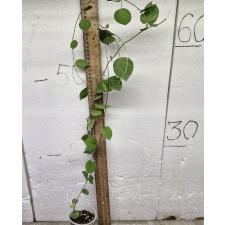 Порана волубилис (Свадебный ползун) / Porana volubilis (Bridal Creeper) (S)