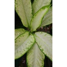 Dieffenbachia sp Hong Hern white 1500p