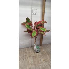 Aglaonema Rich no.2 A-63