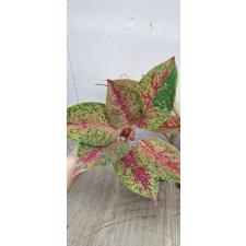 Aglaonema Lainamtong A-52 Уценка