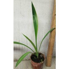 Hippeastrum hybrid variegata