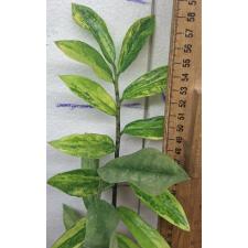 Замиокулкас замифолия варегатный (длинный лист) / Zamioculcas zamifolia variegated (long leaf)