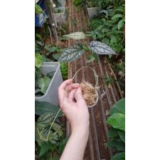 Piper croceum pot