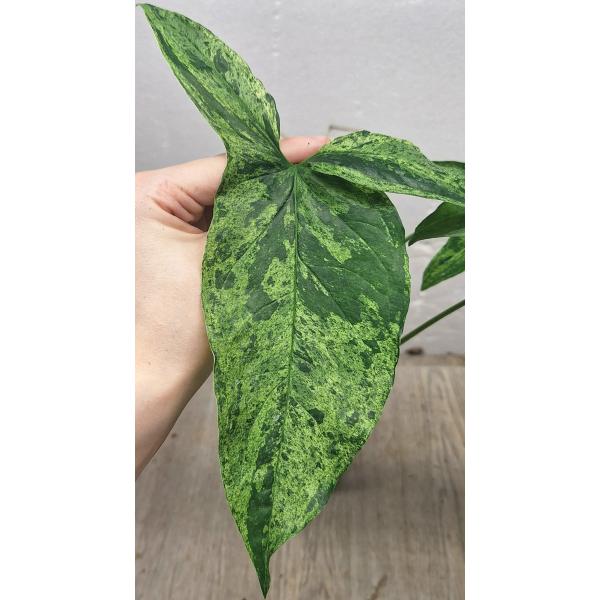 Сингониум ножколистный Крапчатое Мохито / Syngonium podophyllum Mottled Mojito