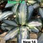 Aglaonema NEW14 Long leaves Banana