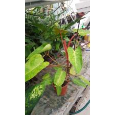 Philodendron Painted lady 17 cm pot