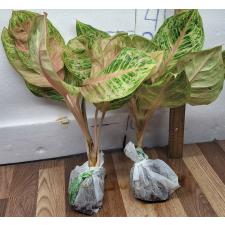Аглаонема Тигр 3 цвета / Aglaonema Tiger 3 colors A-81