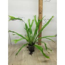 asplenium nidus variegated ex japan M