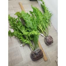 Microsorum sp.(T03) Africa 167