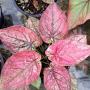 Caladium C-3