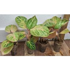 Аглаонема Сиам Перфект Таиланд / Aglaonema Siam Perfect Thailand A-100