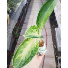 Aglaonema P-7 (XL) Banana wealthy