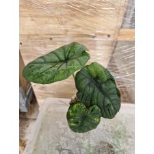 Alocasia chaii var pot 2800р