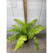 Nephrolepis exaltata 'Tiger' variegated