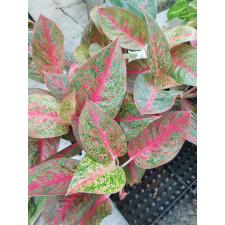 Aglaonema Sub Mongkol A-37