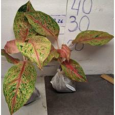 Аглаонема Лаксуб Красная / Aglaonema Laksub red A-140
