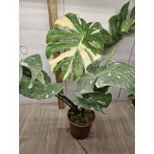 Monstera deliciosa Thai Constellation pot