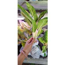 Aglaonema P-4 Gold spoon