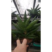 Sansevieria Cyl. 12