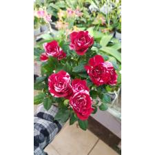 Rosa Gigi Party 7 cm pot
