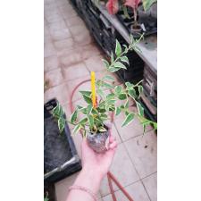 Hoya bella (albomarginate leaf form)(#30) mart 178