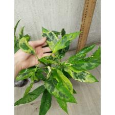 Codiaeum Variegated A-65