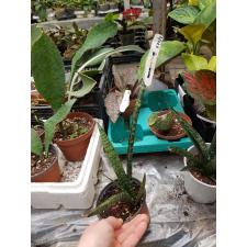 Sansevieria Crocodile Rock. 571/1 (м)